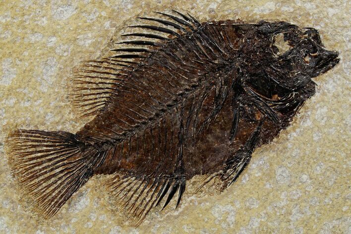 Detailed Fossil Fish (Cockerellites) - Wyoming #349254